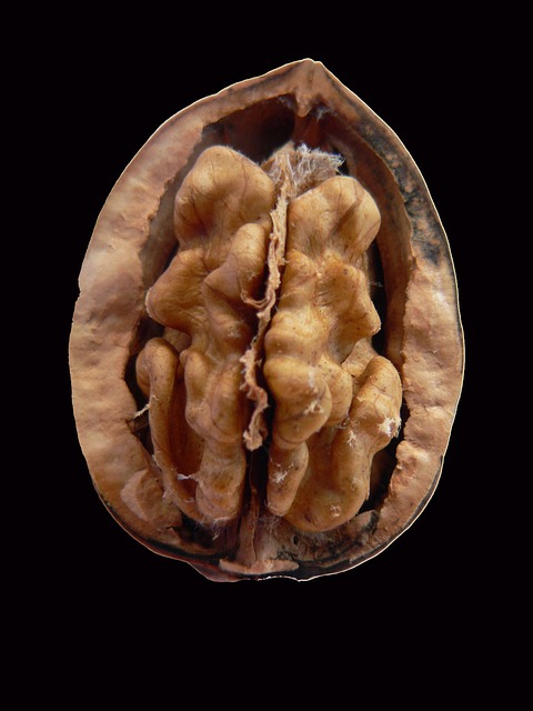 walnut-14062_640.jpg